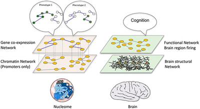 Chromatin Network Analyses: Towards Structure-Function Relationships in Epigenomics